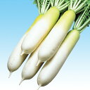 冬大将エース 5千粒(コート3L) 大根 ダイコン だいこん F1 中原採種場