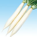 白太郎 2dl 大根 ダイコン だいこん F1 中原採種場