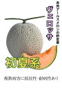 アールスヴェロッサ 初夏系 メロン 100粒 めろん メロン 舐瓜