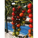 サンチェリーライズ 100粒 トマト とまと 蕃茄 ダイヤ交配