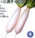 味岬(三浦大根) 2dl 大根 ダイコン だいこん 渡辺交配