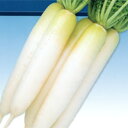 冬大将3号 2dl 大根 ダイコン だいこん F1 中原採種場