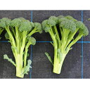夢のブランチ(フローレットタイプ)コート1000粒 ブロッコリー