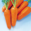 紅あかね 1万粒(コートL) ニンジン にんじん 人参 F1 中原採種場