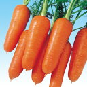 初あかね 1万粒(コートL) ニンジン にんじん 人参 F1 中原採種場