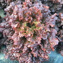 ガーネット(UC-030) Lコート5千粒 レタス ウエキ育成 横浜植木