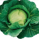 秀秋 20ml キャベツ