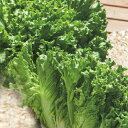 グリーンブーケ(TLE-557)ペレット5,000粒　タキイ育成 リーフレタス レタス