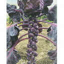 パープルスター 1500粒 メキャベツ 子持甘藍 キャベツ