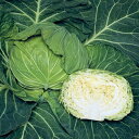 恋岬SP甘藍 タキイ交配 2000粒2センR キャベツ 甘藍 かんらん カンラン