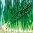 博多くろ(夏用) 1l 葱 ネギ ねぎ F1 中原採種場