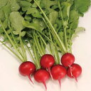 ピッコリーノ[二十日大根・イタリア野菜] 1万粒 大根 ダイコン だいこん ダイヤ交配