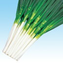 夏山一本太葱 5千粒(コート2L) 葱 ネギ ねぎ F1 中原採種場