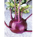 マインレッド(コールラビ) 2500粒 キャベツ