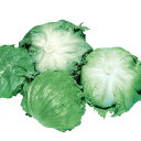 春P(ハルピー) PVP コート種子L(5000粒) レタス