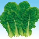 カルビーグリーン(夏用) 5千粒(コートL) レタス 中原採種場
