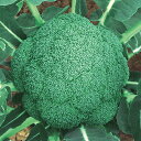 はつみらい 2500粒 ブロッコリー