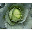 YR雪舟 2000粒 キャベツ