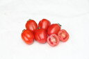 キャンディポップ　ルージュ 100粒 トマト とまと 蕃茄