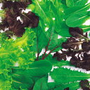 レタスミックス 1l ベビーリーフ 中原採種場