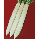 YR秋の剣 2dl 大根 ダイコン だいこん 宇治交配