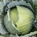 晩抽冬982甘藍 3000粒 キャベツ 甘藍 かんらん カンラン