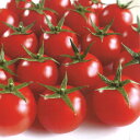 ランゼ(AS-376)　100粒 トマト とまと 蕃茄