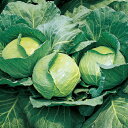 新藍 2000粒 キャベツ