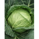 YR春楽 2500粒 キャベツ ノウリン交配