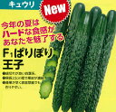 ぱりぽり王子 350粒 胡瓜 キュウリ きゅうり