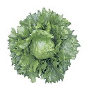 フロント Lコート5000粒 レタス