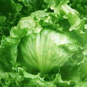 ワトソン コート5000粒 レタス