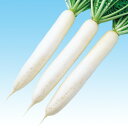 羊太郎 5千粒(コート3L) 大根 ダイコン だいこん F1 中原採種場