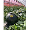 3Xゴールデンジャック 100粒 スイカ すいか 西瓜