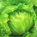 スパーク(全日本そ菜原種審査会 1等特別賞受賞) コート5000粒 レタス