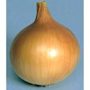 奥州 1dl 玉ねぎ たまねぎ 玉葱 タマネギ