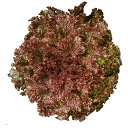 サニーローズ PVP ペレット5000粒 レタス