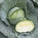 BCR龍月 タキイ交配 2000粒2センR キャベツ