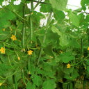 新北星 350粒 胡瓜 キュウリ きゅうり新北星 350粒 ときわ交配