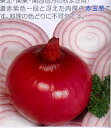 甲高ルージュ 5000粒(2L) 玉ねぎ たまねぎ 玉葱 タマネギ