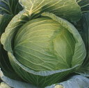 冬魂(N-243)2500粒　キャベツ