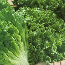 グリーンサンバ(TLE-556) ペレット5,000粒 タキイ育成 リーフレタス レタス