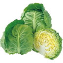 味春甘藍(みはる) タキイ交配 2000粒2センR キャベツ 甘藍 かんらん カンラン