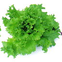 グリーンバタビアレタス　L-120 5千粒(コートL) レタス 中原採種場