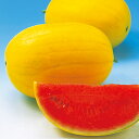 金竜 200粒 スイカ すいか 西瓜 F1 中原採種場