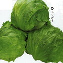 トリガー PVP ペレット5000粒 レタス