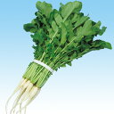 はかた(青茎) 1l 大根 ダイコン だいこん F1 中原採種場