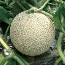 地這用ウィッシュ メロン 100粒 めろん メロン 舐瓜