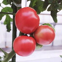 アニモTY-12 100粒 トマト とまと 蕃茄 一代交配