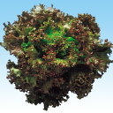 ファンシーレッド 5千粒(コートL) レタス 中原採種場